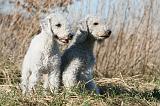 BEDLINGTON TERRIER 149